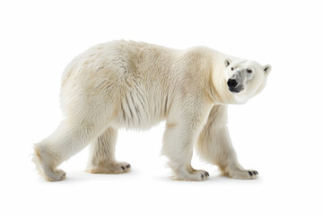 Polar bear isolated on white background