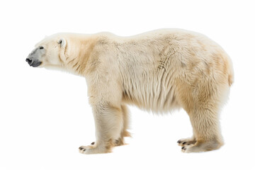 Fototapeta premium Polar bear isolated on white background