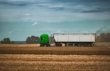 Obraz premium truck with grain driving through the field of wheat 
