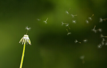 Dandelion head with flying seeds on a green background