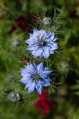 Black cumin (Nigella sativa) flowers in bloom