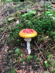 mushroom