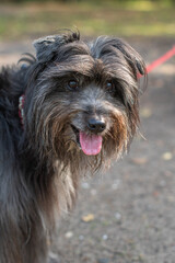 Portrait of a cute Pyrenean Shepherd with dark grey fur, with pink tongue hanging out, A breed of dog used as a herding dog for sheep,