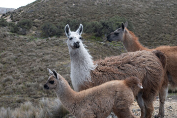 llamas en la montaña, llama marrones, llamas blancas, animales  frente de la montaña, grupo de llamas, llama 