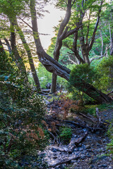 Impressive morning light on a hike up to Mirador Frances and Brittanico in Torres Del Paine national park, Patagonia, Chile.