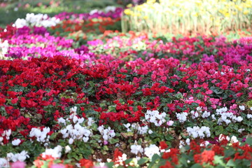 Various kinds of colorful flowers blooming in the flower beds.