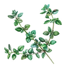 Watercolor drawing of Thyme plant, isolated on a white background, Thyme vector