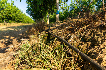 Sustainability in the Field: Walnuts with Drip Irrigation.