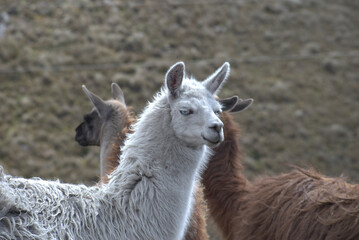 llamas en la montaña, llama marrones, llamas blancas, animales  frente de la montaña, grupo de llamas, llama, lana 