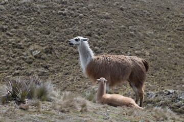 llamas en la montaña, llama marrones, llamas blancas, animales  frente de la montaña, grupo de llamas, llama  © Angelica
