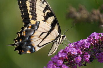 Close up photo of a yellow swallowtail butterfly