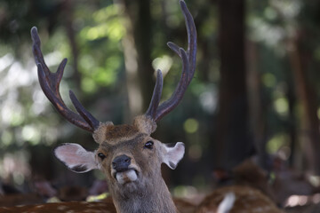 Naklejka premium 森の中の立派な角を持った雄の鹿