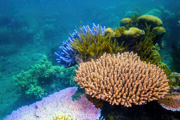 Underwater view of a coral in the Great Barrier Reef off the coast of Queensland near Cairns,...