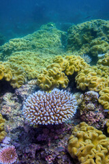 Underwater view of a coral in the Great Barrier Reef off the coast of Queensland near Cairns, Australia
