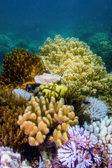 Underwater view of a coral in the Great Barrier Reef off the coast of Queensland near Cairns,...