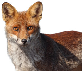 Red fox standing in a natural setting