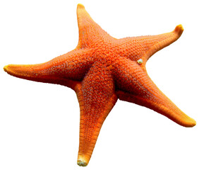 Orange starfish, vibrant marine life