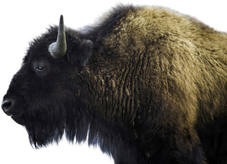 Stoic bison profile, wildlife photography