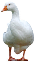 White goose standing upright, orange beak