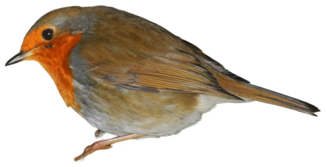 European Robin standing, small red bird