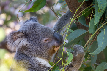 Close up of koala eating eucalyptus leaves