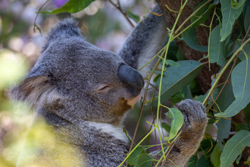 Close up of koala eating eucalyptus leaves