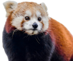 Close-up of a red panda's charming face