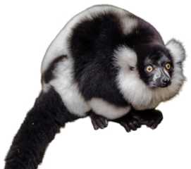 Black and white ruffed lemur on alert