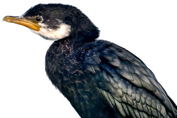A cormorant with glossy black feathers