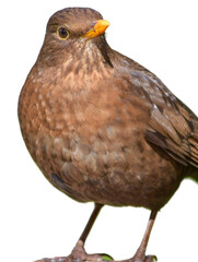 A brown female blackbird, garden bird species