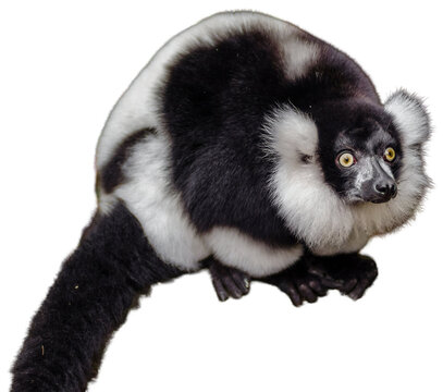 Black and white ruffed lemur on alert