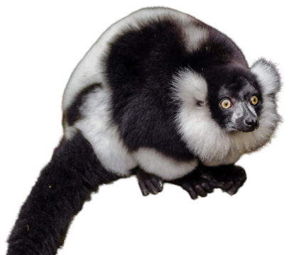 Black and white ruffed lemur on alert