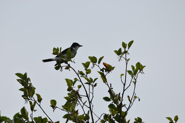 Marais Kingsbury 3 Août 2024