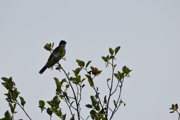 Marais Kingsbury 3 Août 2024