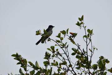 Marais Kingsbury 3 Août 2024