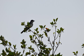 Marais Kingsbury 3 Août 2024