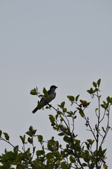 Marais Kingsbury 3 Ao&ucirc;t 2024