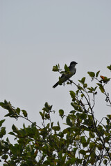 Marais Kingsbury 3 Ao&ucirc;t 2024