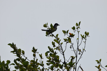 Marais Kingsbury 3 Août 2024