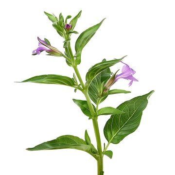 recommend clip art: Cuphea Isolated on White Background. Beautiful Cuphea Flower