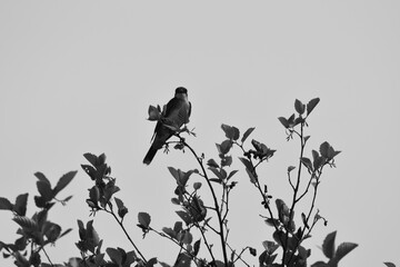 Marais Kingsbury 3 Août 2024 - N&B