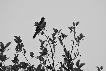 Marais Kingsbury 3 Août 2024 - N&B