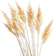Fototapeta premium White Feather Reed Grass Isolated on White Background. Beautiful Feather Reed Grass Flower