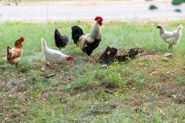 hens on a white background