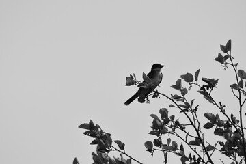 Marais Kingsbury 3 Août 2024 - N&B