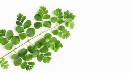 Green Fern Leaf Isolated 2