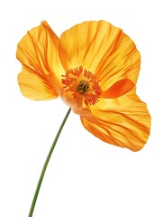 Orange Iceland Poppy Isolated on White Background. Beautiful Iceland Poppy Flower
