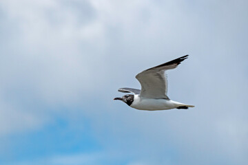 Laughing Gull flying in a partly cloudy sky.