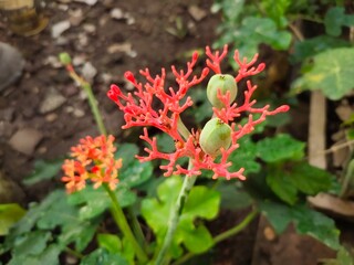 Jatropha podagrica, or Jatropha podagrica Hook., or “Jarak Bali,