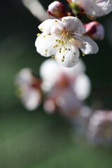 桜のマクロ撮影